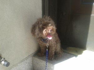 Darling waiting at back door of Temple Emanual