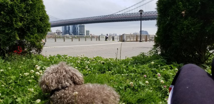 darlinglooksatbridge